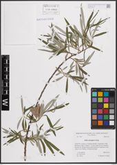 Foto von Salix eleagnos Scop.